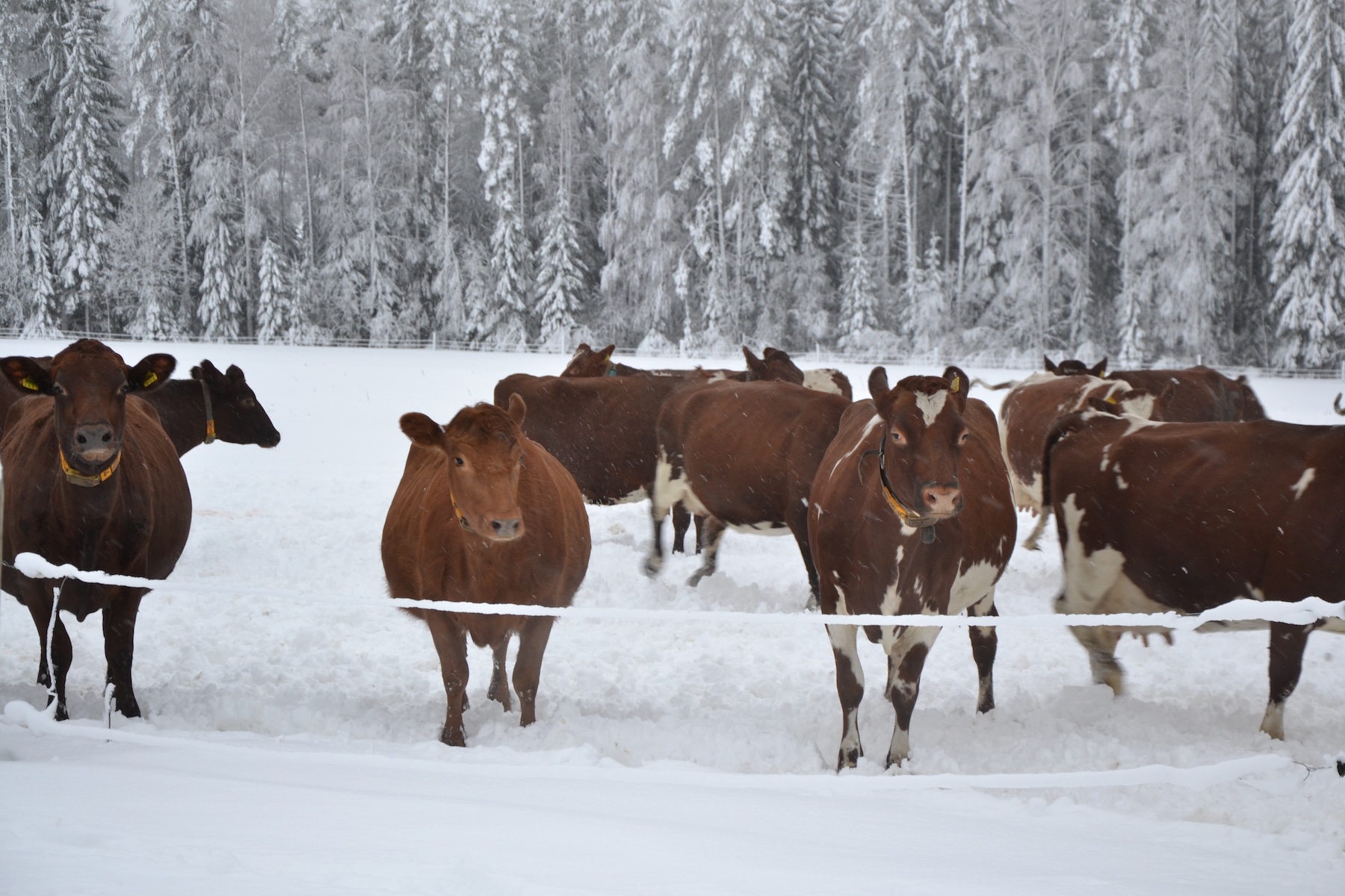 Cows outside in the winter Photo Brita Suokas