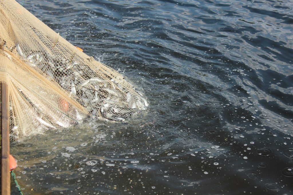 A lot of small fishes in a net.