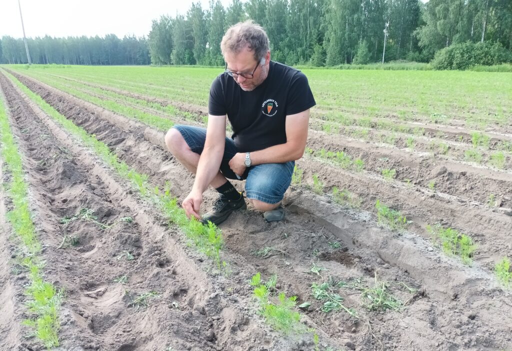 A man crouches down to examine green plants in a cultivated field.